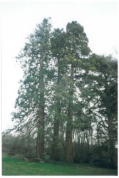 photo de Séquoia géant  ©  Bruno Petit Vienne Nature