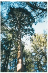 photo de Séquoia toujours vert  ©  Bruno Petit Vienne Nature