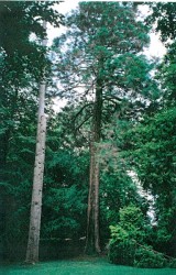 photo de Séquoia géant  ©  Arlette Vandier DSNE