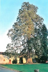 photo de Séquoia géant  ©  Serge Le Poézat DSNE