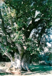 photo de Chêne pédonculé  ©  Gaetan Robert DSNE