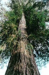photo de Séquoia toujours vert  ©  Philippe Wall Conseil General